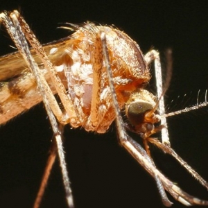 Photo of Lawn Doctor of Desoto County