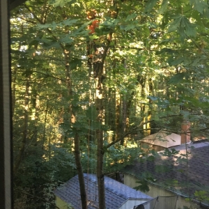 Photo of Morton Tree and Landscape Maintenance