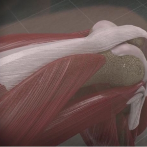 Photo of DG Medical Animations