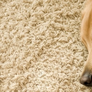 Photo of 212 Royal Carpet