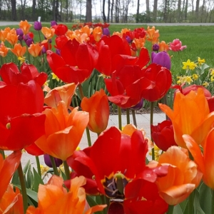 Photo of Salient Landscaping
