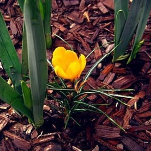 Photo of Fairway Lawns