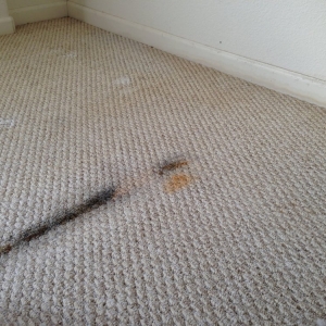 Photo of 1st Choice Carpet and Air Duct Cleaning