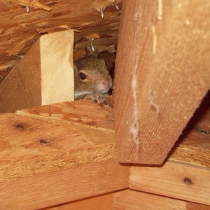 Photo of ACES - Animal Control Exclusion Specialist