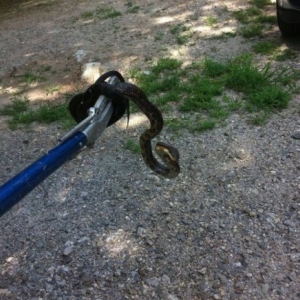 Photo of ACES - Animal Control Exclusion Specialist