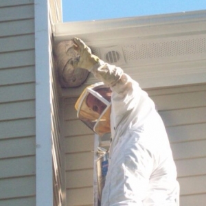 Photo of ACES - Animal Control Exclusion Specialist
