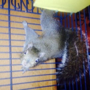 Photo of ACES - Animal Control Exclusion Specialist