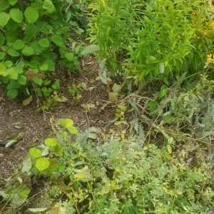 Photo of Roots Landscaping
