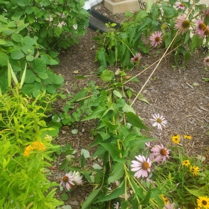Photo of Roots Landscaping