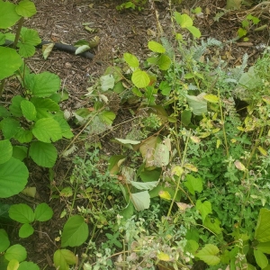 Photo of Roots Landscaping