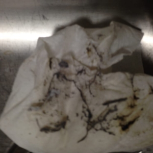 Photo of Honey Bees Cleaning and Janitorial Services