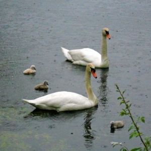 Photo of Waterbird Banquet Center