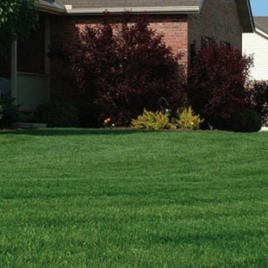 Photo of Southern Spray