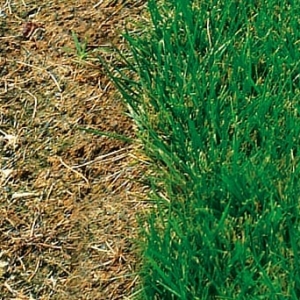 Photo of Southern Spray