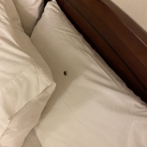 Plainfield Staybridge Suites Indianapolis-Airport