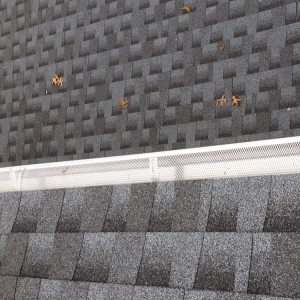 Photo of Boost Roofing