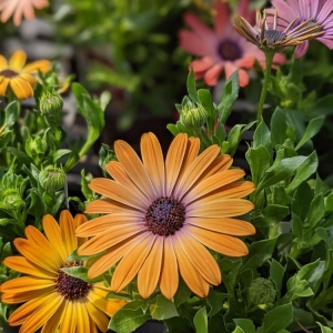 Photo of Cornelius Nursery