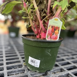 Photo of Cornelius Nursery