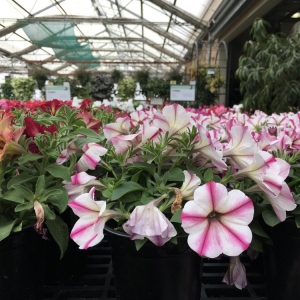 Photo of Cornelius Nursery