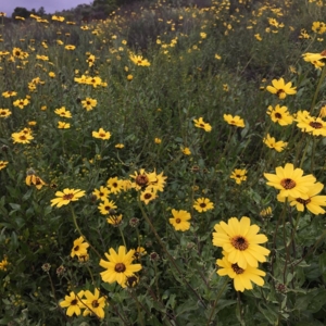 Photo of San Diego Wildflower Gardens