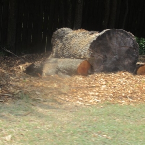 Photo of Plantscape Solutions