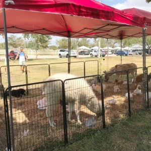 Photo of Ponies & Petting Zoo of Miami