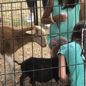 Photo of Ponies & Petting Zoo of Miami