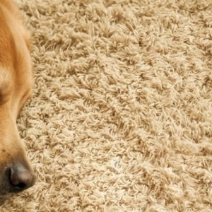Photo of Abou's Professional Carpet Cleaning