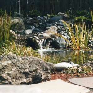 Photo of Stone Water Tree
