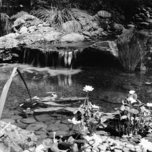 Photo of Stone Water Tree