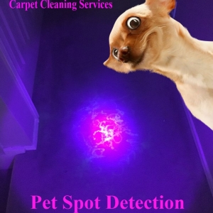 Photo of Clean Image Carpet Cleaning