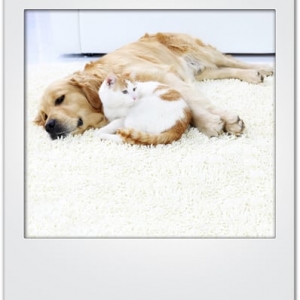 Photo of Happy Day Carpet Care