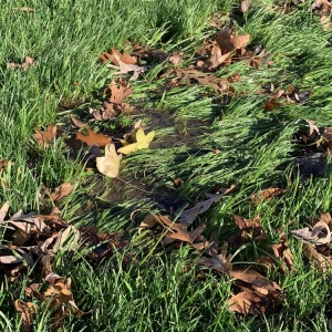 Photo of Chesapeake Landscapes