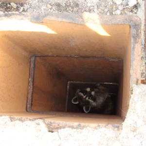 Photo of Northeast Chimney Sweeps