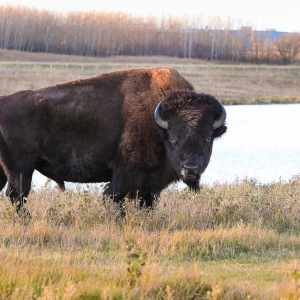 Photo of American Land Lovers