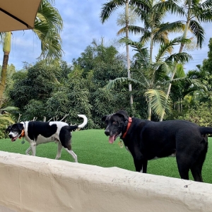 Photo of Turf Tech Pros