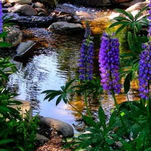 Photo of Ponds By Biologists
