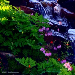 Photo of Ponds By Biologists