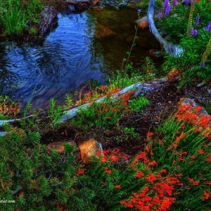 Photo of Ponds By Biologists