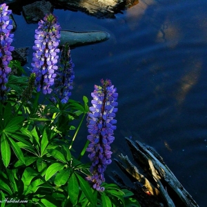Photo of Ponds By Biologists