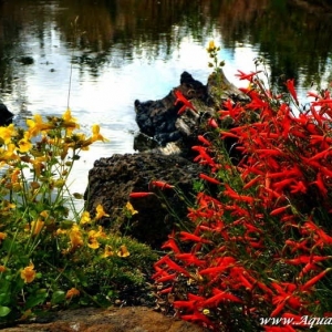 Photo of Ponds By Biologists
