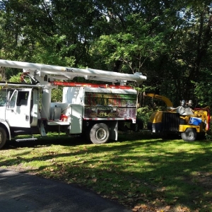 Photo of Ace Tree Service