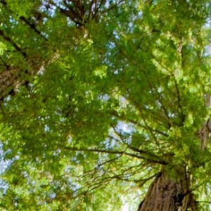 Photo of Ace Tree Service