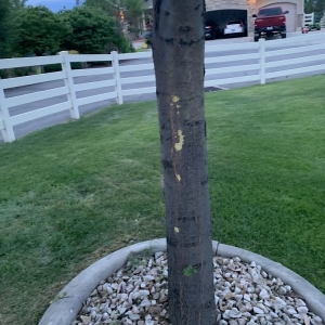 Photo of Diamond Tree Experts