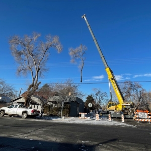 Photo of Diamond Tree Experts