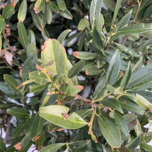 Photo of Diamond Tree Experts