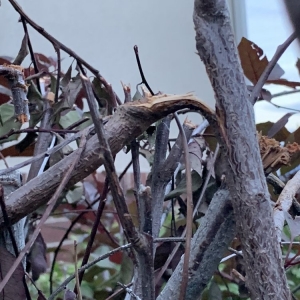 Photo of Diamond Tree Experts