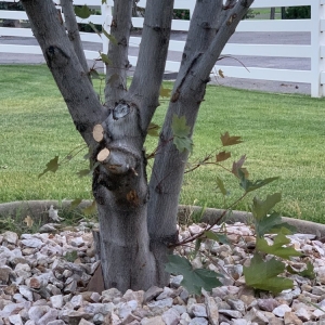 Photo of Diamond Tree Experts