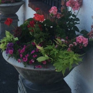 Photo of HAA Landscaping