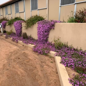 Photo of Testa Landscape Construction